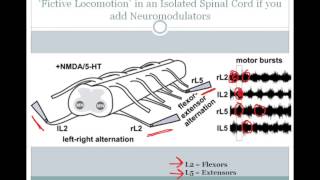 SJSU Neurophysiology  Lecture 12  Central Pattern Generators [upl. by Eihtur]