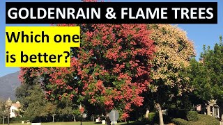 Chinese Goldenrain amp Flame Trees  Identification Which one is better [upl. by Hamal]