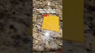 Proving that cheese can get 100000 subscribers day 1 [upl. by Baer84]