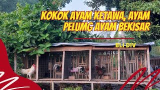 Kokok ayam ketawa ayam pelung ayam bekisar  Bli Div [upl. by Anpas695]