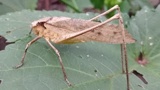 Mecopoda Nipponensis insect [upl. by Ayidah606]