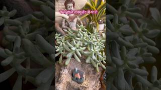 Watering succulents gardenaesthetics gardening succulentsforbeginners [upl. by Anurag191]