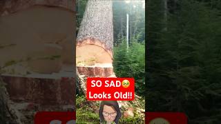 OMG 🥹The Trees Looks So Old Doubt They Planted More treeplantation savetrees forestation [upl. by Ellienad]