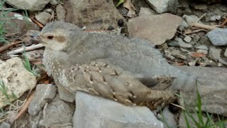 How difficult to Find Partridge Chick in Mountain [upl. by Rabelais400]