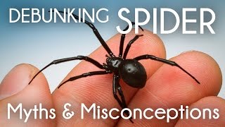 Debunking Spider Myths amp Misconceptions [upl. by Gnilrets706]