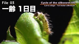 【蚕の一生】Cycle of the silkworm life：0333 一齢 [upl. by Suchta]