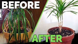 Houseplant Care Bring Your Houseplant Back to Life [upl. by Ilahtan]