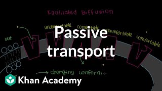 Passive Transport by Facilitated Diffusion  Cells  MCAT  Khan Academy [upl. by Innek]