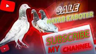 Sale Kaboter Challenge 10 Surprising Facts About Sale Pigeons That Blow Your Mind WillieSalim [upl. by Yesnil]