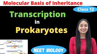 Transcription in Prokaryotes  Class 12 Genetics  NEET Biology [upl. by Sivrup]