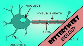 Action Potential Explained  The Neuron [upl. by Carman]