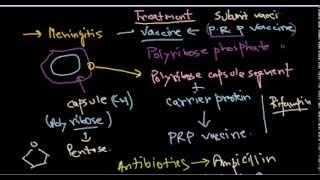 Haemophilus influenzae treatment [upl. by Kriste]