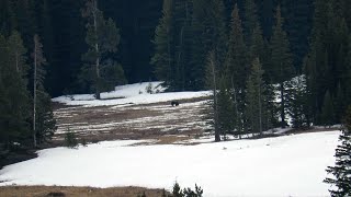 2 grizzlies on this morning hike in the Yellowstone ecosystem [upl. by Terle]