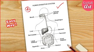 Human Digestive system Labelled Diagram Drawing  easy  step by step [upl. by Lorac]