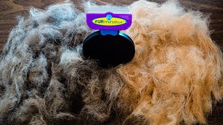 FURMINATOR review  Cat Grooming  Does it work [upl. by Nnylirehs]