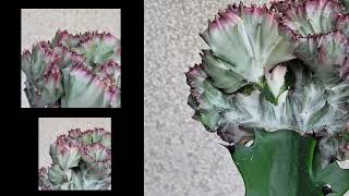 euphorbia lactea cristata white ghost [upl. by Joye227]