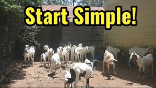 GALLA GOAT FARMING AND BOER GOAT FARMING START SIMPLE CHALLENGES [upl. by Ainevuol]