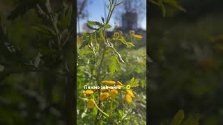 Tanacetum vulgare🌼plants 🌿nature💚ukraine🇺🇦video vlog garden [upl. by Asillam805]