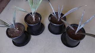 Silver Bismarck Palm Seedlings Bismarckia Nobilis [upl. by Otina]