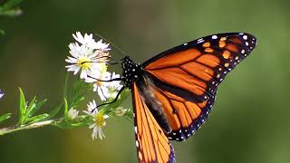 Monarch Butterfly Danaus Plexippus  Slow Motion Observations [upl. by Eivla]