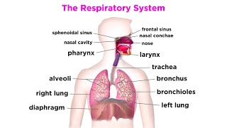 The Respiratory System [upl. by Antonina]