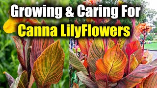 How to Grow and Care for Canna Lily [upl. by Nonnahc]