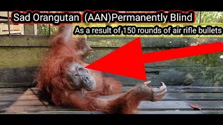 Orangutan named Aan permanently blind due to 150 rifle bullets [upl. by Roter953]