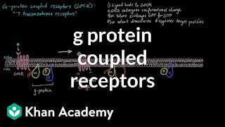 G Protein Coupled Receptors  Nervous system physiology  NCLEXRN  Khan Academy [upl. by Llertac445]