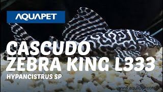 CASCUDO ZEBRA KING L333 HYPANCISTRUS SP [upl. by Oaoj]