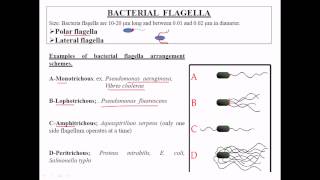 Types of flagella [upl. by Enair]