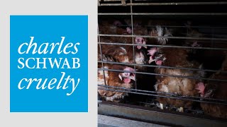 Charles Schwab Investment Management Animal Cruelty and Food Safety Risks [upl. by Engis212]