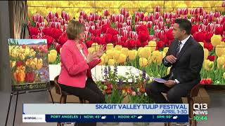 The Skagit Valley Tulip Festival has officially started [upl. by Ykcul]