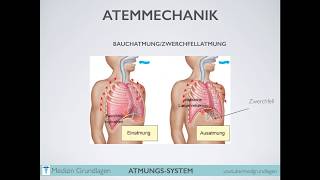 Atmung Atmungsantrieb Medizin Grundlagen Teil 2 [upl. by Gradey]