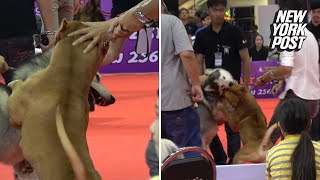 Pit bull viciously attacks another dog at pet show  New York Post [upl. by Ormand]