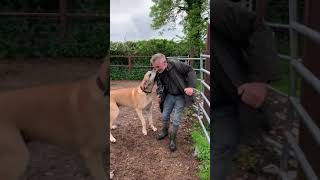 Funny Great Dane is determined to take mans coat [upl. by Nylekcaj]