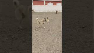 Kangal Attack On Wolf 🐺  Turkish Shepherd kangal dog [upl. by Innoj]