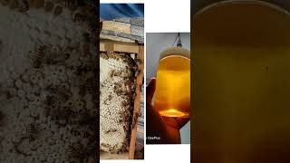 Honey bee farming [upl. by Peggy]