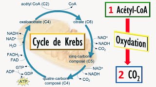 Biochimie  Cycle de Krebs Oxydation de lacétylCoA en deux CO2 [upl. by Llain]