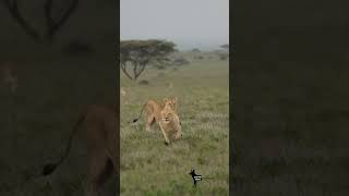 Lion chased away  lion lions wildlions wildlife safari africa serengeti bigcats cats king [upl. by Endres]