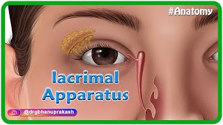 Anatomy of lacrimal apparatus Animation  USMLE Step 1 [upl. by Colligan413]