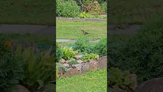 Melnais mežastrazds  The common blackbird Turdus merula ✨️ nature birds birding [upl. by Yorled]