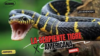 LA SERPIENTE TIGRE CAZADORA O VOLADORA [upl. by Schargel]