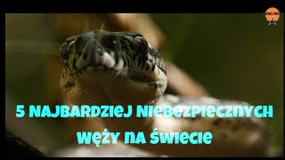 Top 5 najbardziej niebezpiecznych węży na świecie kanał piąty Nowak tv [upl. by Vassar]