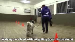 Eric  Polish Lowland Sheepdog  14 Day Dog Boot Camp with Adolescent Dogs UK [upl. by Dalston]