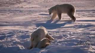 Vídeo crías de oso polar muriendo de hambre [upl. by Eizeerb145]