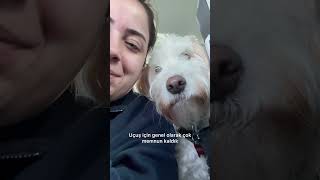 Köpekle yurt dışına nasıl gidilir [upl. by Killy]