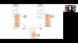 Lecture 31  Glycerophospholipids [upl. by Grayce]