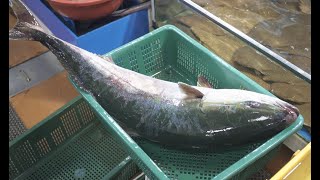 주의125kg 대방어 회뜨기 GIANT YELLOWTAIL JAPANESE AMBERJACK Sashimi [upl. by Mecke91]