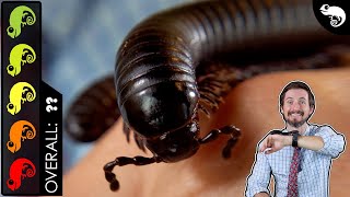 Giant Millipede The Best Pet Invertebrate [upl. by Benson]