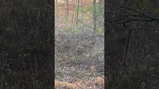 Deer— The doe’s are herdn up outdoors deer [upl. by Ayoj]